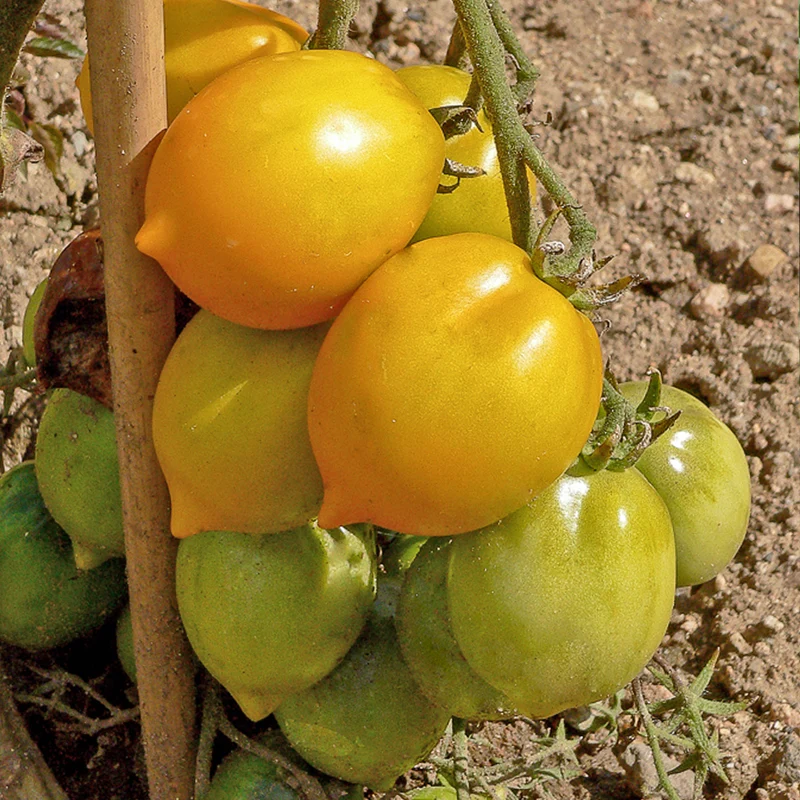 Tomate citron - Lemon Tree
