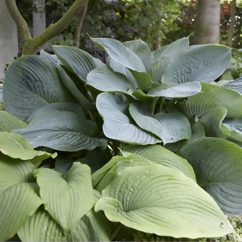 Hosta Empress Wu