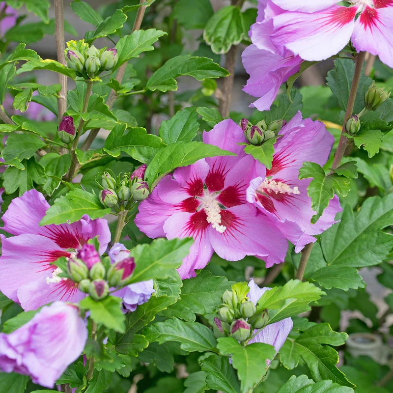 Hibiscus Flower Tower Purple ®