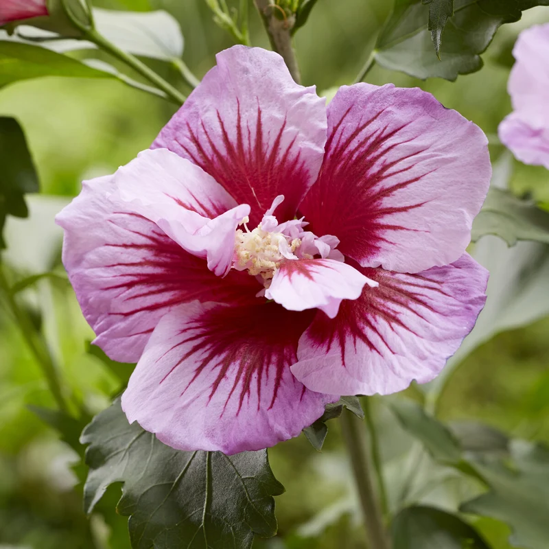 Hibiscus Flower Tower Purple ®