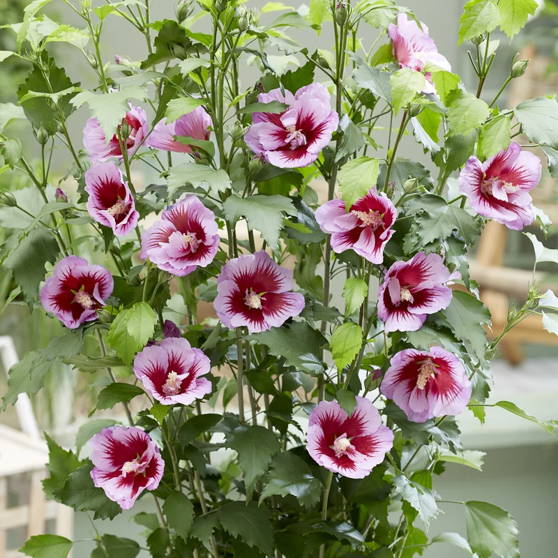 Hibiscus Flower Tower Purple ®