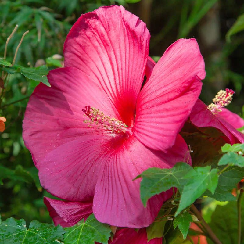 Hibiscus des marais