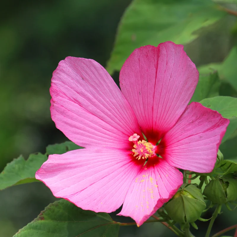 Hibiscus des marais