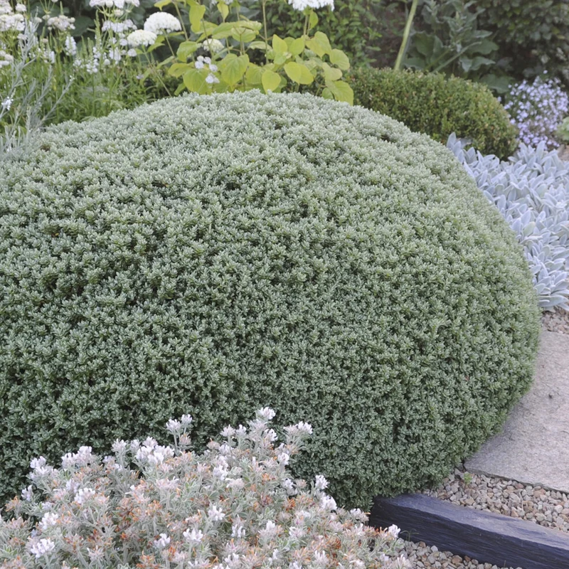 Véronique arbustive Sutherlandii - Hebe