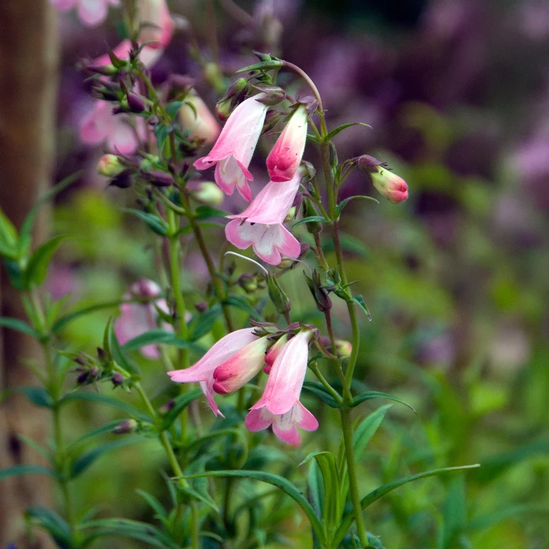 Galane Apple Blossom - Penstemon
