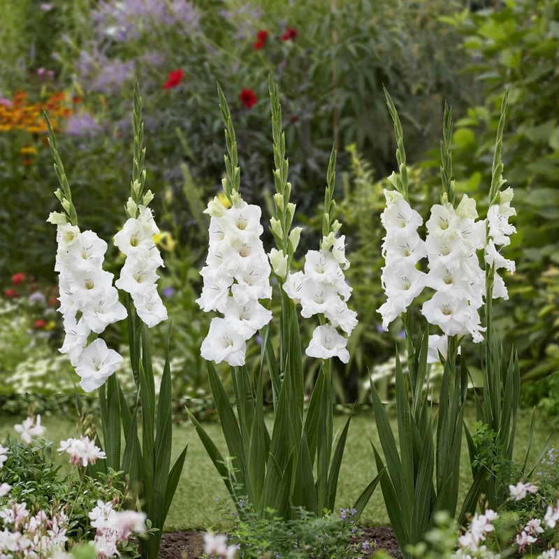 25 Glaïeuls Blondy
