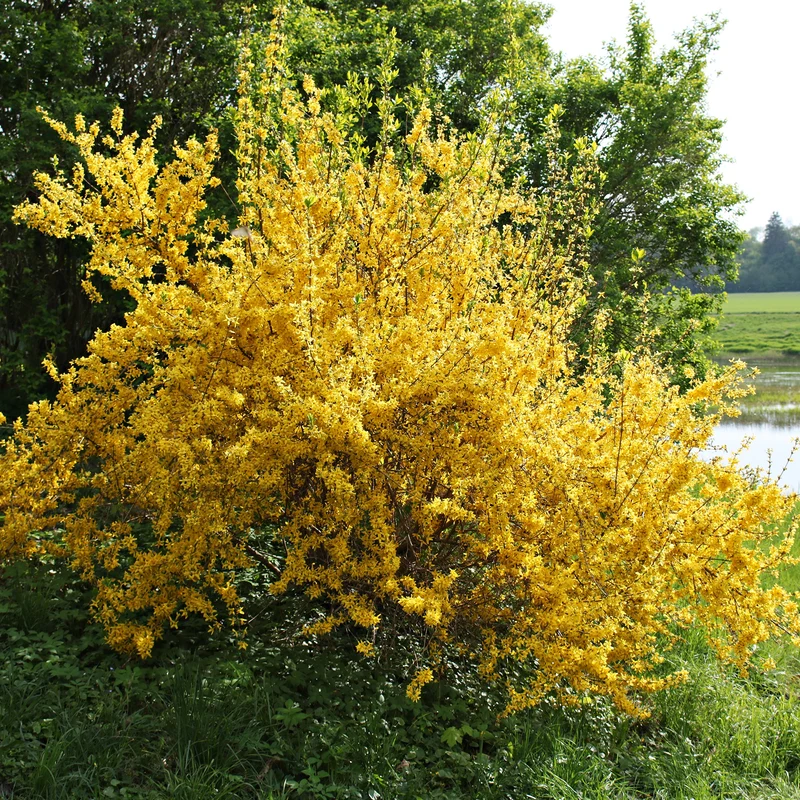 Forsythia Lynwood Gold