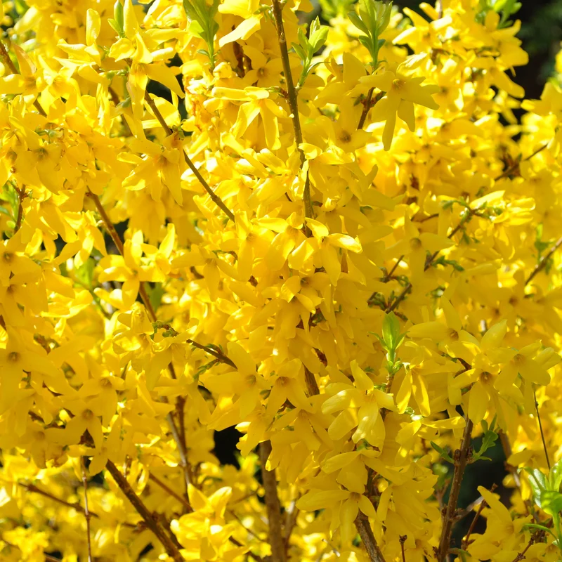 Forsythia Lynwood Gold
