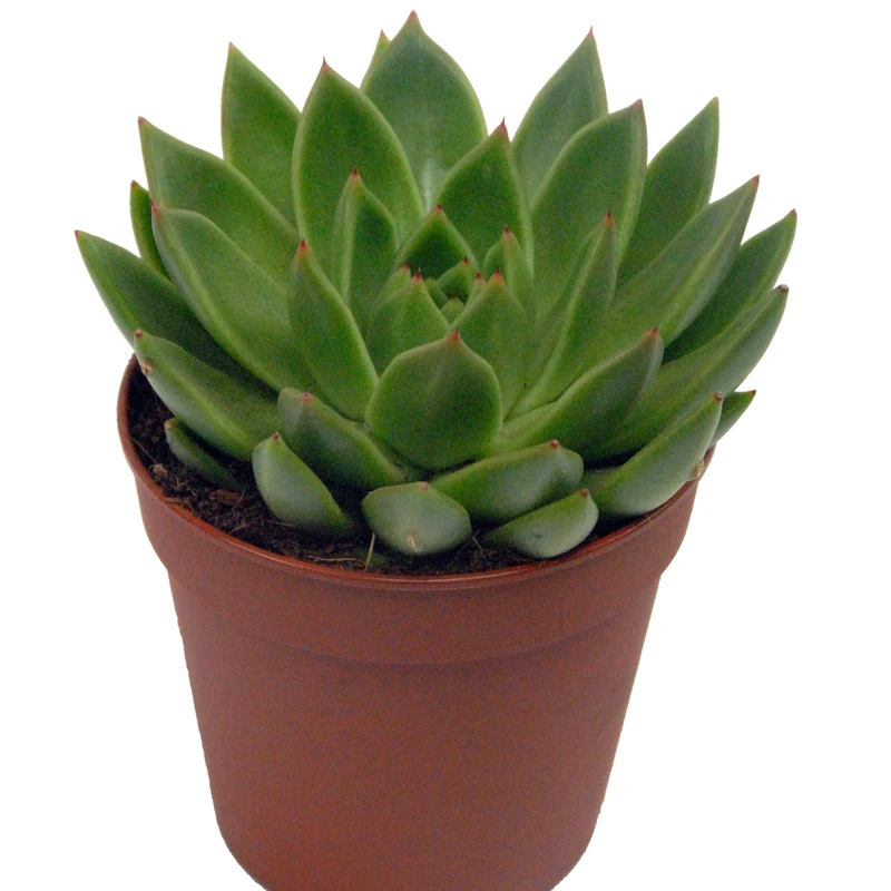 Echeveria agavoides et son cache-pot blanc ELHO