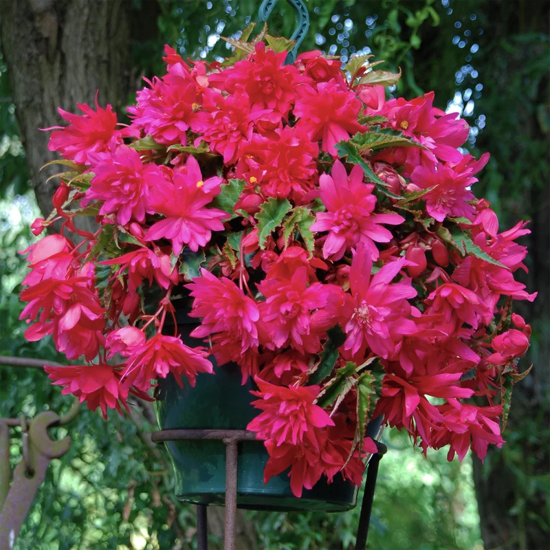 5 Bégonias retombants roses