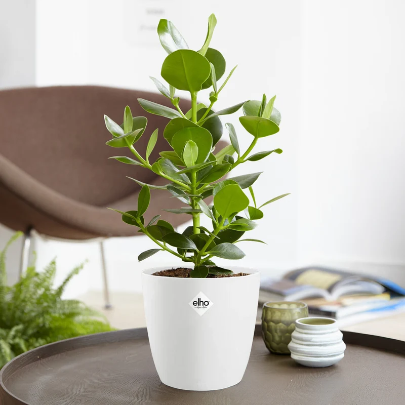 Clusia Princess et son cache-pot blanc ELHO
