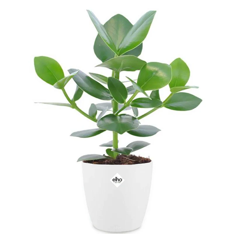 Clusia Princess et son cache-pot blanc ELHO
