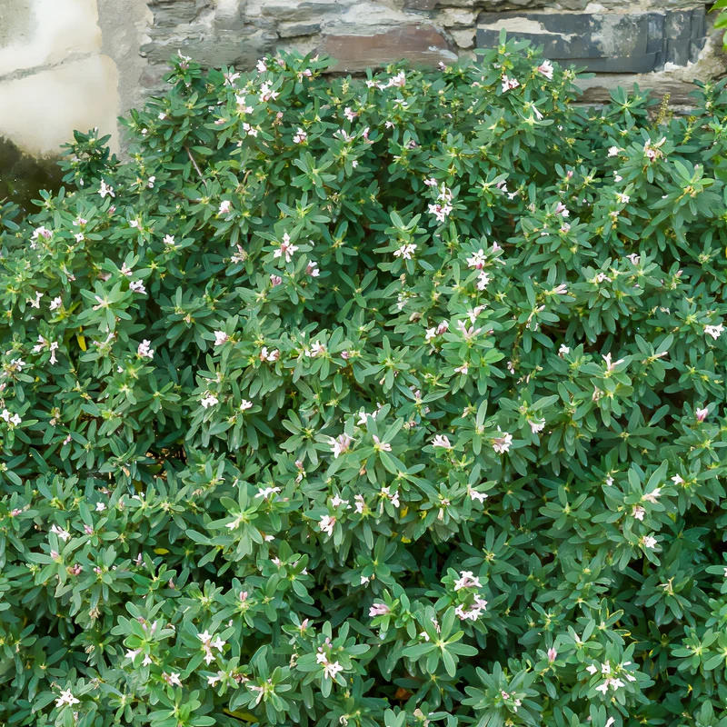 Daphne transatlantica Pink Fragrance®