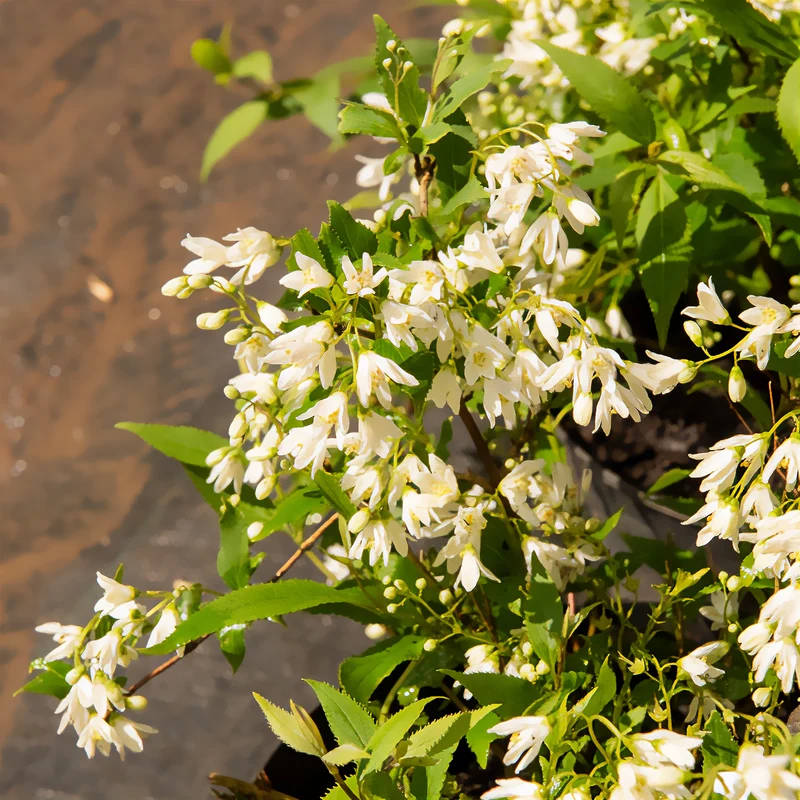Deutzia nain Nikko