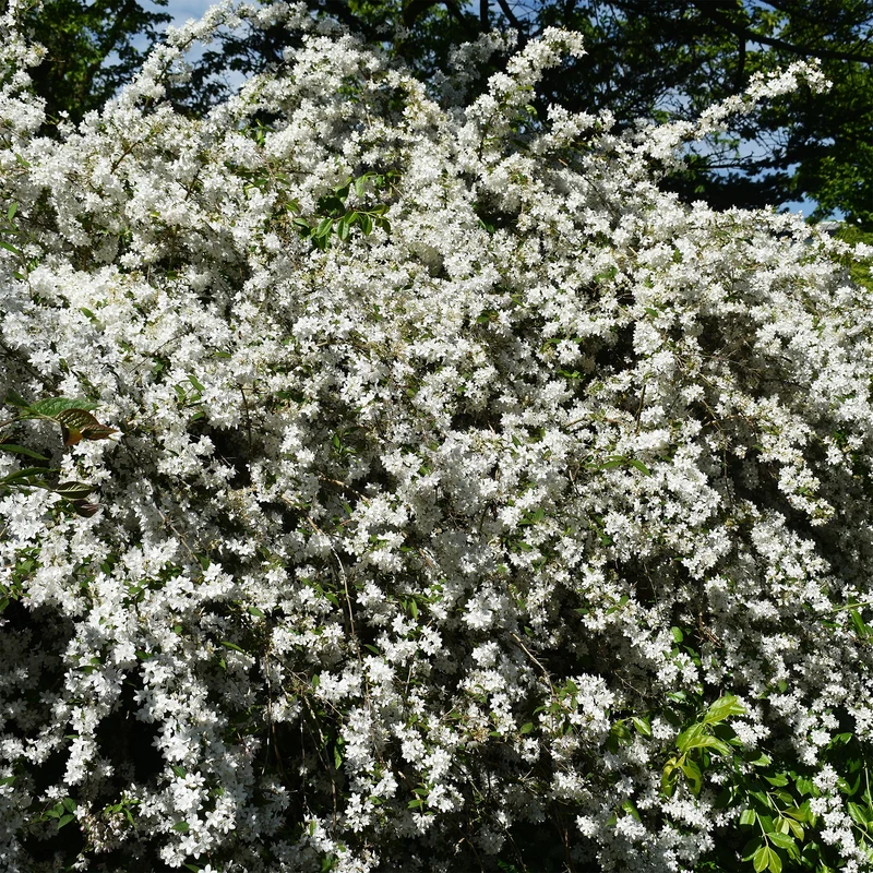 Deutzia nain Nikko