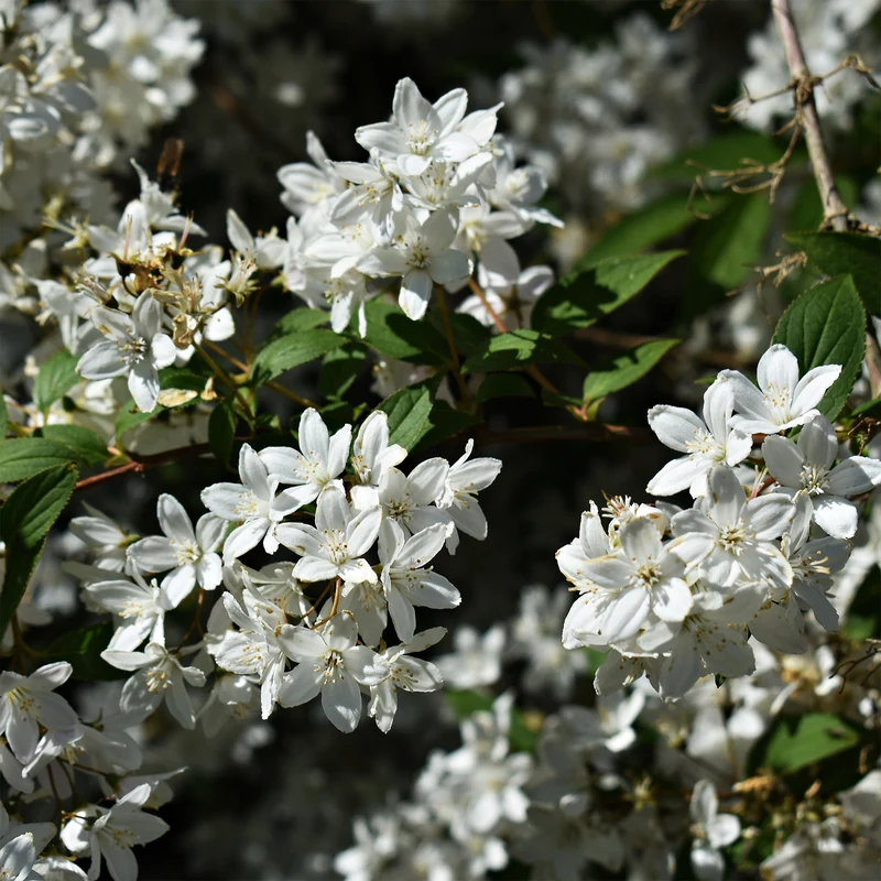 Deutzia nain Nikko