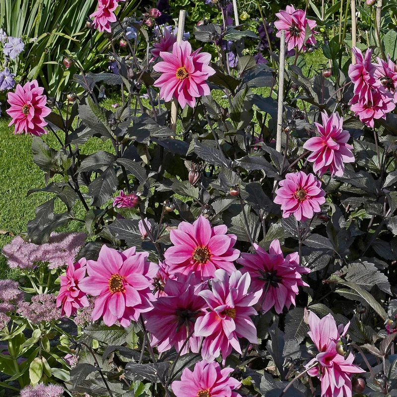 Dahlia Fascination