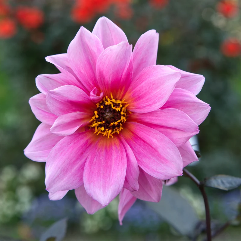 Dahlia Fascination