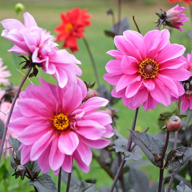 Dahlia Fascination