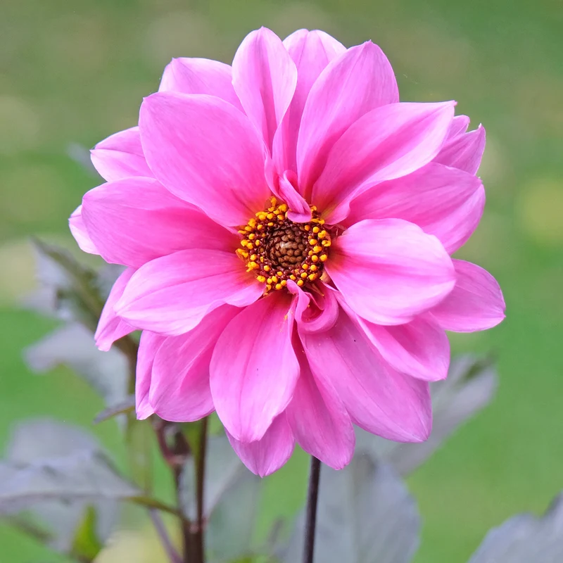 Dahlia Fascination