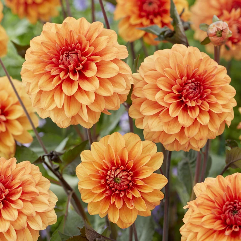 Dahlia David Howard