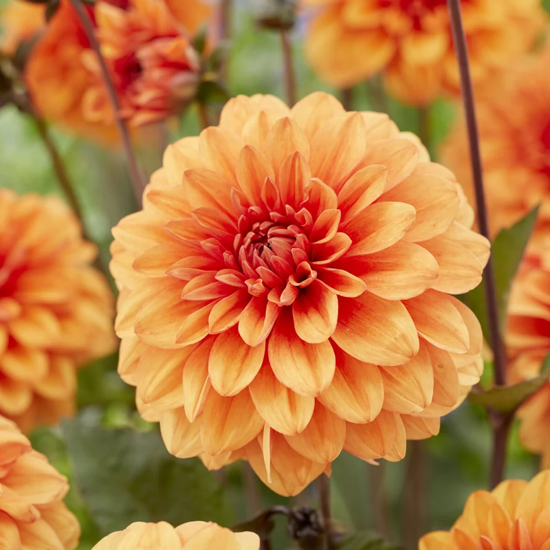 Dahlia David Howard
