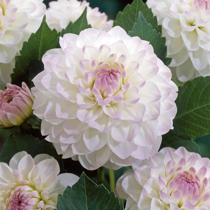 Dahlia Ball Evelyne