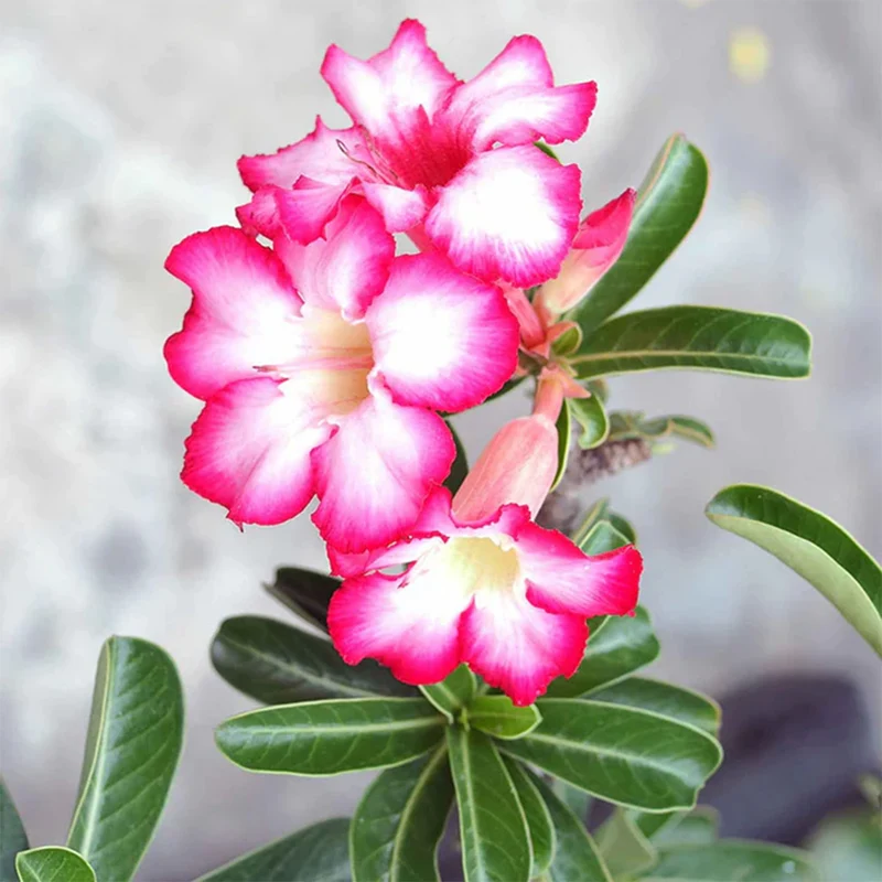 Rose du désert et son cache-pot blanc ELHO