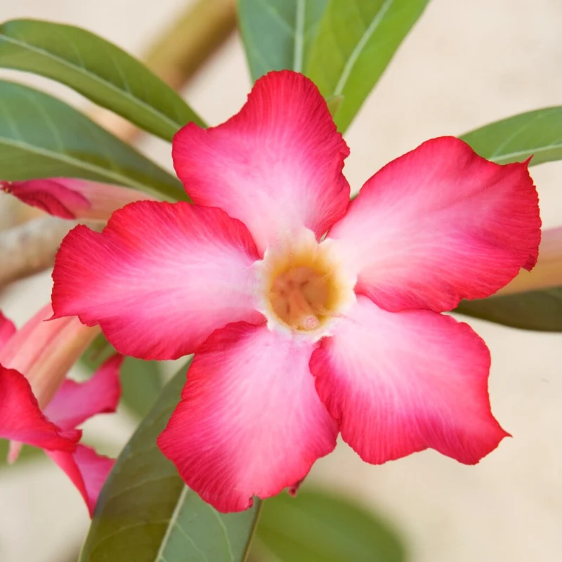 Rose du désert et son cache-pot blanc ELHO