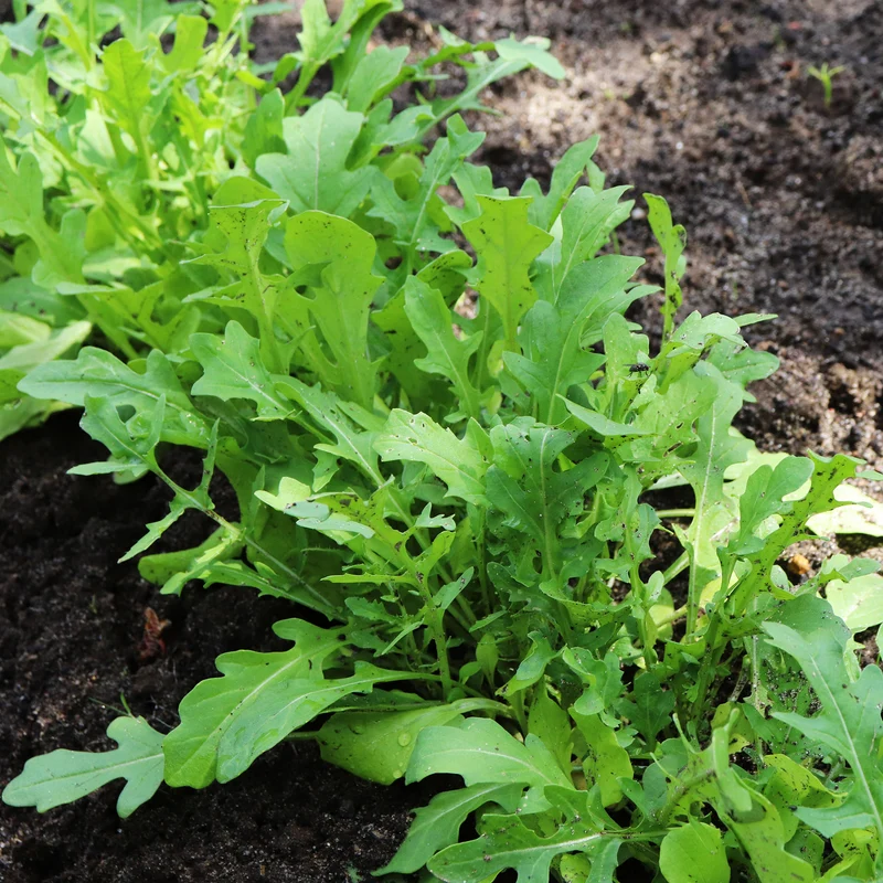Roquette cultivée