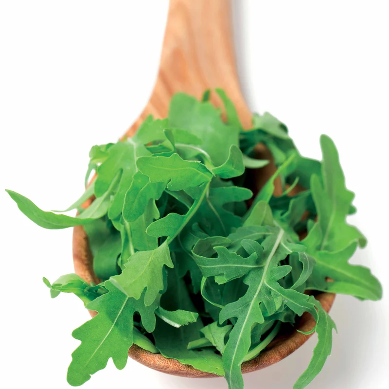Roquette cultivée