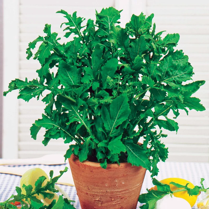 Roquette cultivée