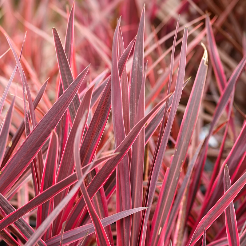 Cordyline australis Festival Rasberry®