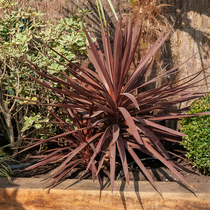 Cordyline australis Burgundy Spire®