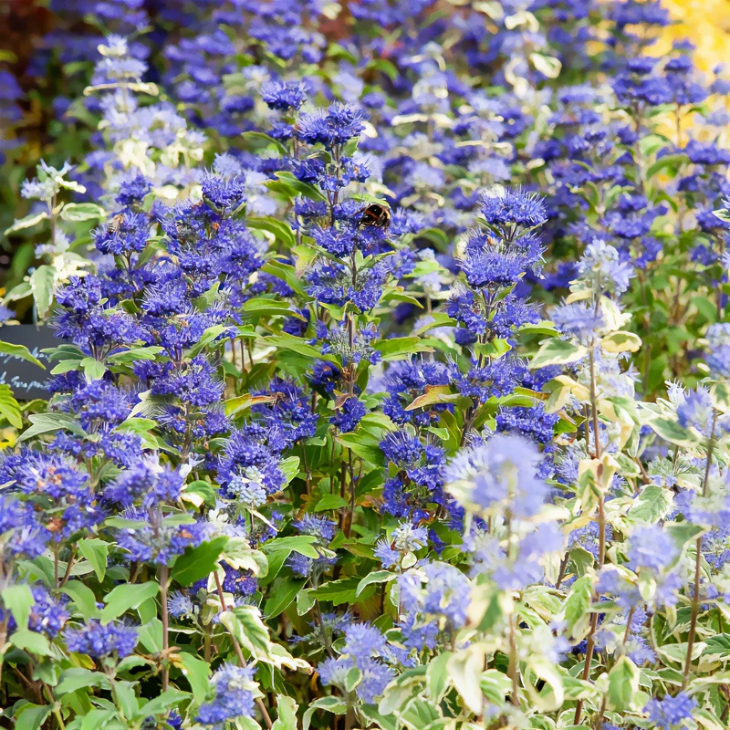 Caryopteris Grand Bleu® Inoveris