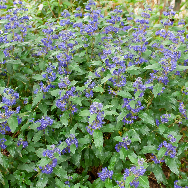 Caryopteris Grand Bleu® Inoveris