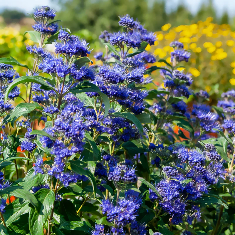 Caryopteris Grand Bleu® Inoveris