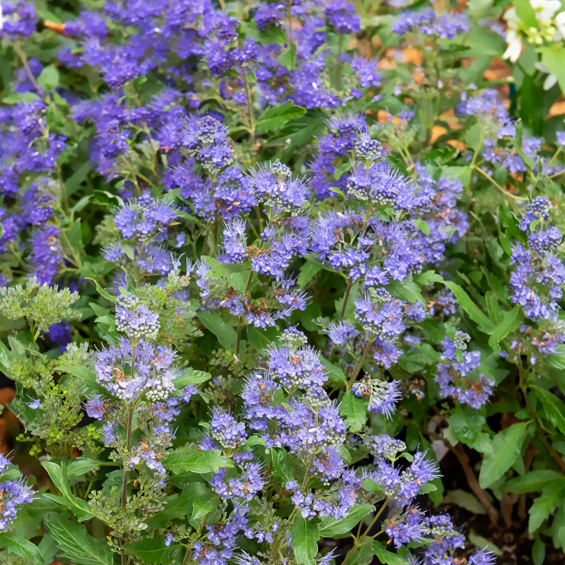 Caryopteris Grand Bleu® Inoveris