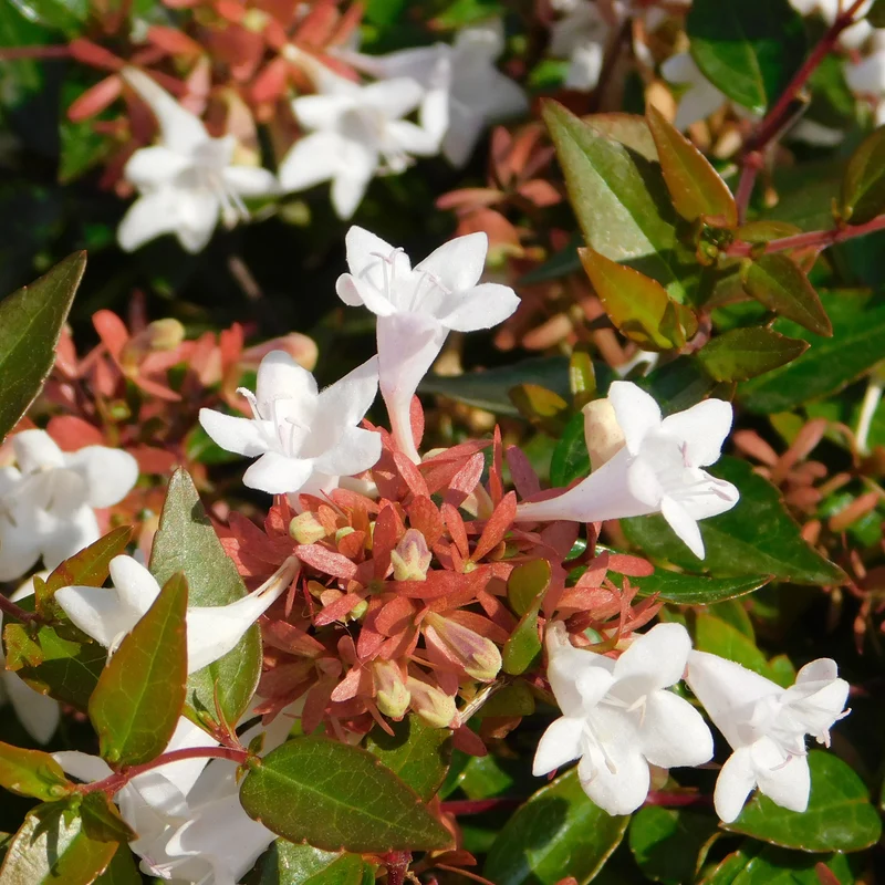Abélia à grandes fleurs Pisto