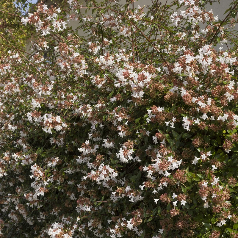 Abélia à grandes fleurs Pisto
