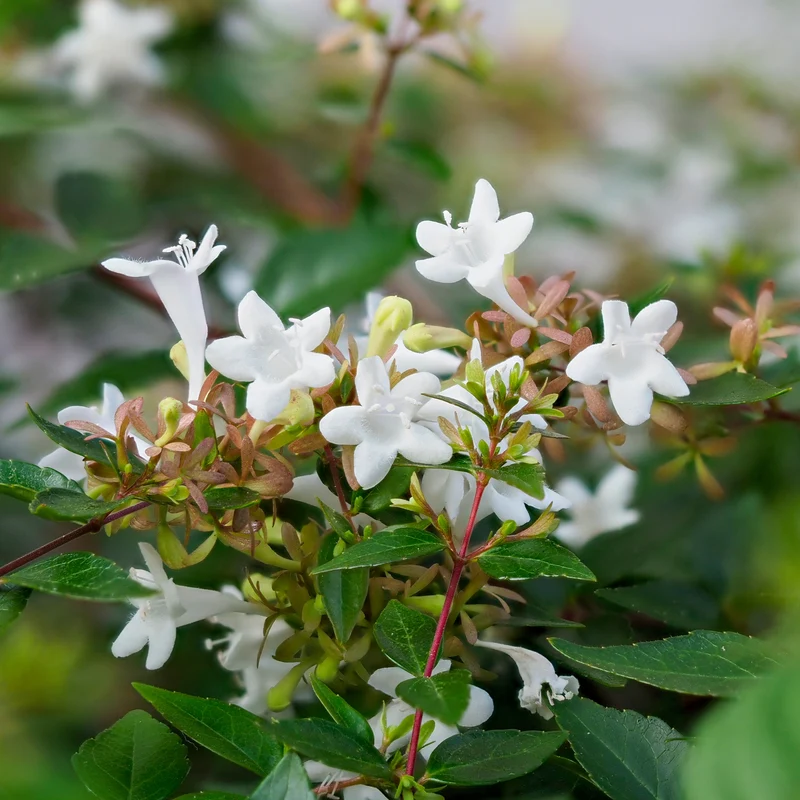 Abélia à grandes fleurs Pisto