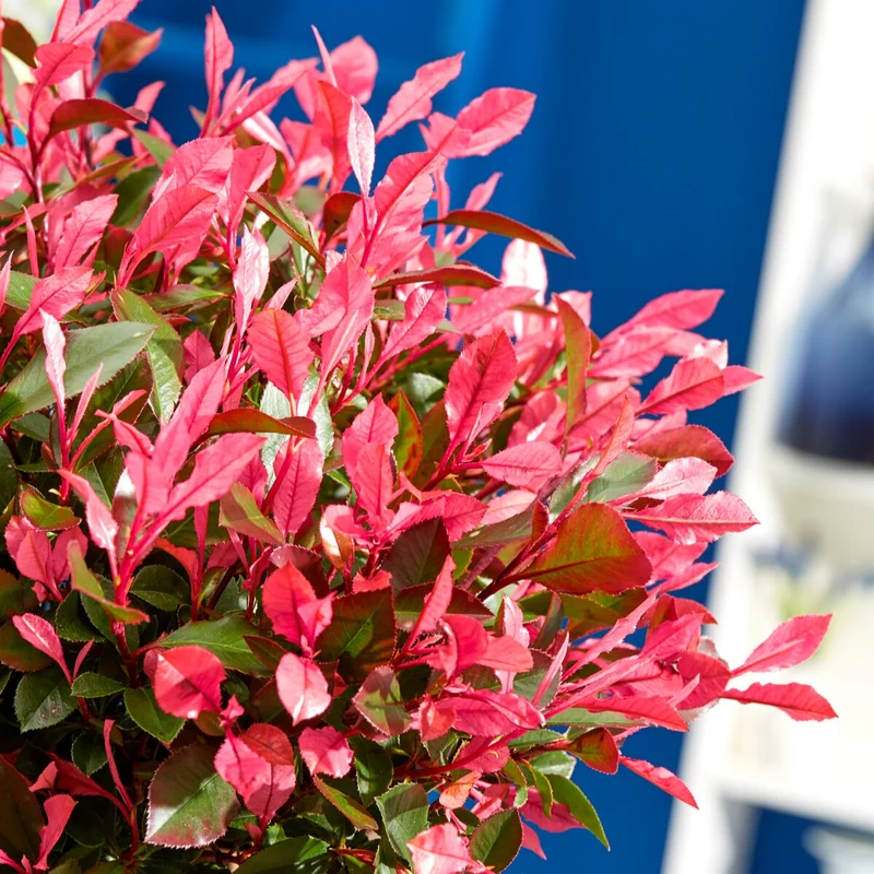 Photinia fraseri Little Fenna