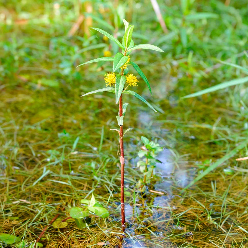 Lysimaque à fleurs en thyrse