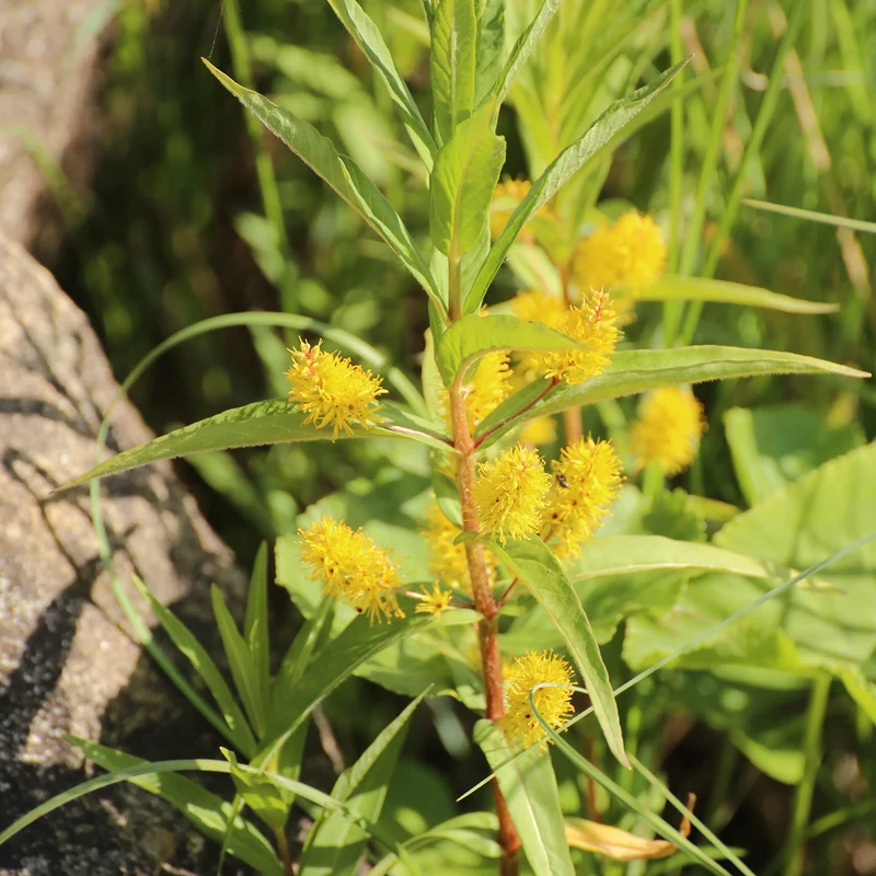 Lysimaque à fleurs en thyrse