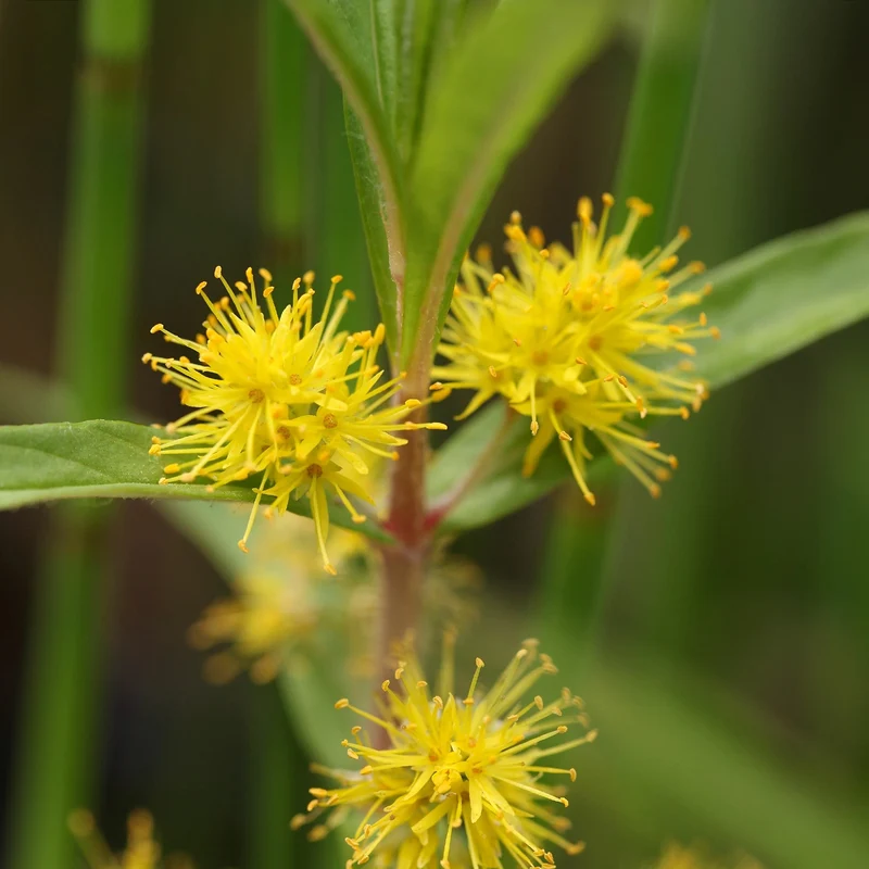 Lysimaque à fleurs en thyrse