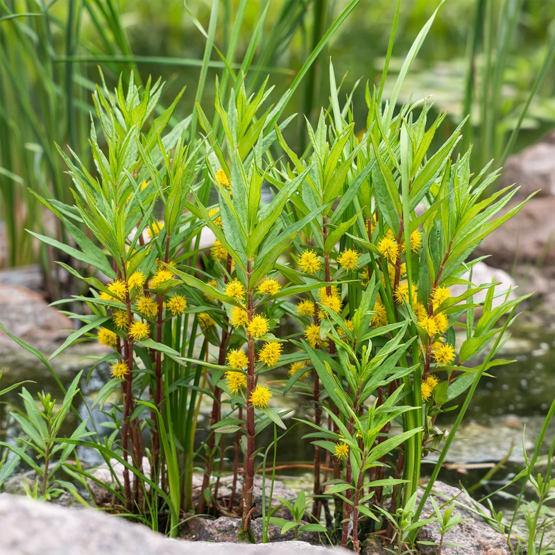 Lysimaque à fleurs en thyrse