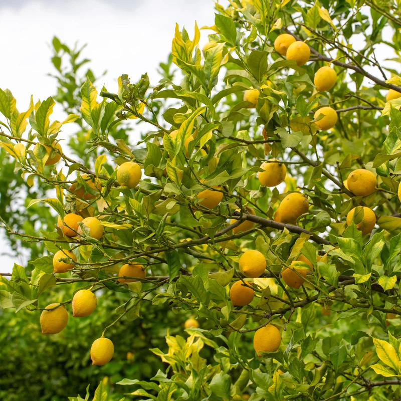Citronnier - Citrus limon