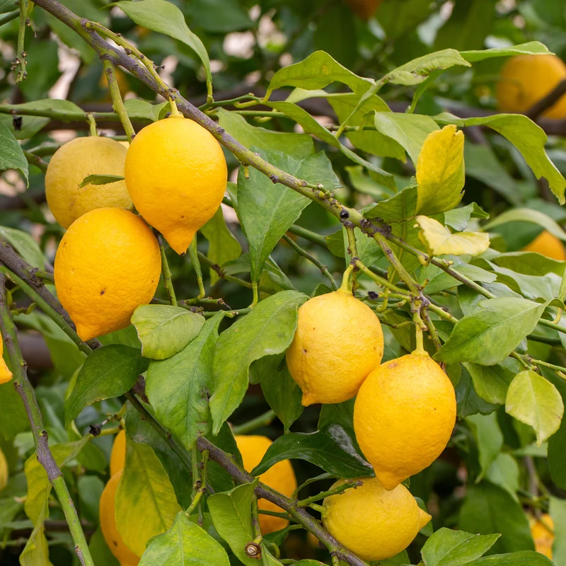 Citronnier - Citrus limon