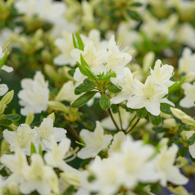 Azalée du Japon White Surprise