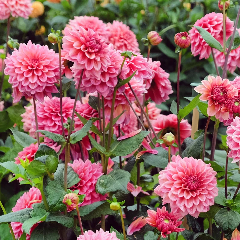 Dahlia Salmon Runner